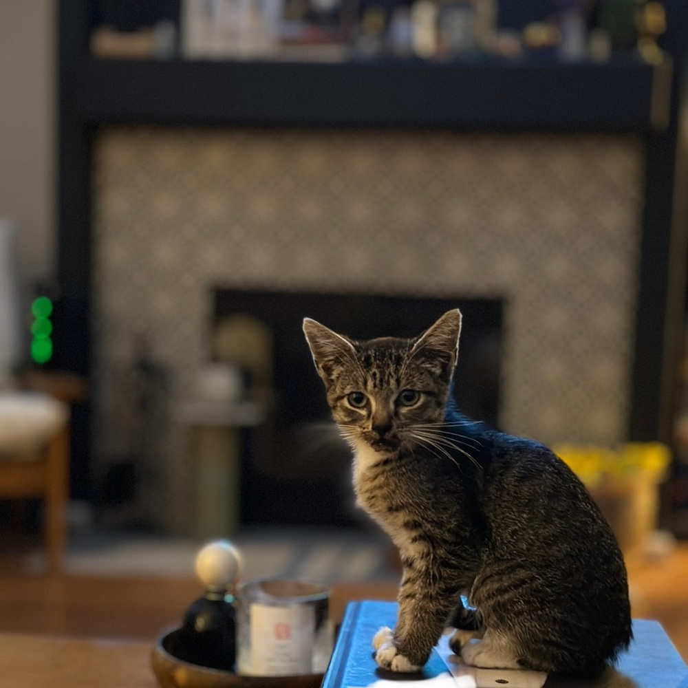 Meet your Posher, Dean